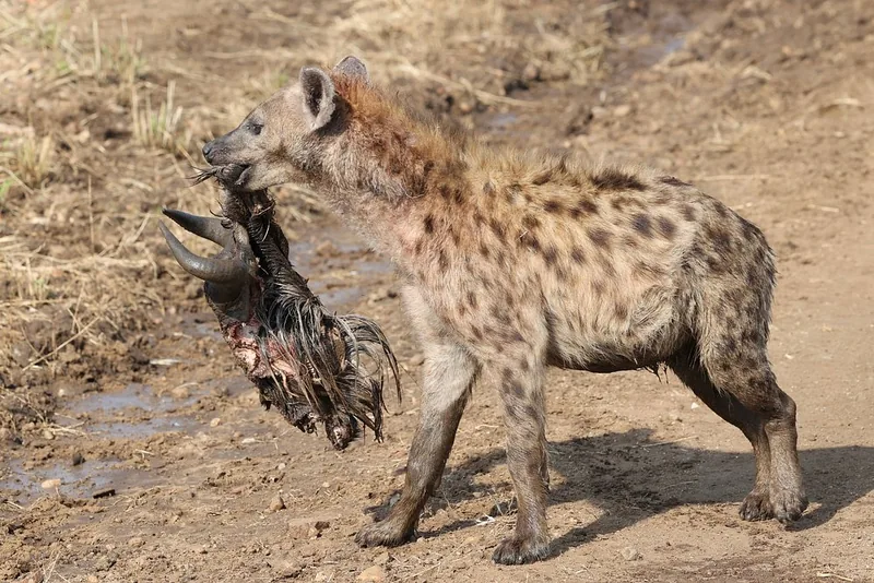 2 Days Fly in- Fly out from Zanzibar Tarangire and Crater - Tanzania safari gallery image